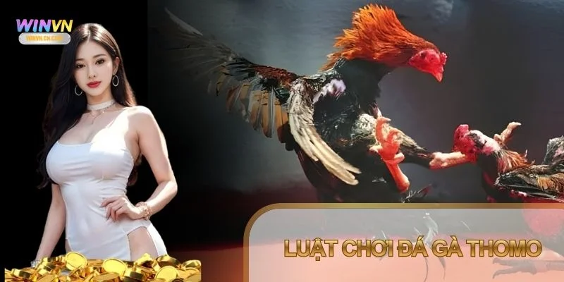 Luật chơi Đá Gà Thomo